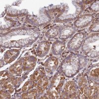 Anti-CCDC153 antibody produced in rabbit 
