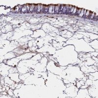 Anti-CCDC189 antibody produced in rabbit