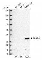 Anti-CCDC43 antibody produced in rabbit 