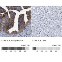 Anti-CCDC6 antibody produced in rabbit 