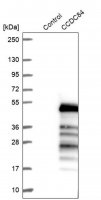 Anti-CCDC84 antibody produced in rabbit 