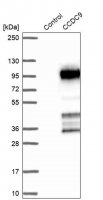 Anti-CCDC9 antibody produced in rabbit 