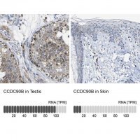 Anti-CCDC90B antibody produced in rabbit