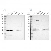 Anti-CCDC90B antibody produced in rabbit