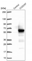 Anti-CCDC97 antibody produced in rabbit 