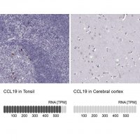 Anti-CCL19 antibody produced in rabbit 