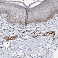 Anti-CCL2 antibody produced in rabbit 