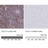 Anti-CCL21 antibody produced in rabbit 
