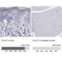 Anti-CCL27