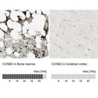Anti-CCNB2 antibody produced in rabbit 