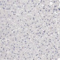 Anti-CCNB3 antibody produced in rabbit 
