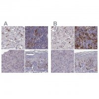 Anti-CCNF antibody produced in rabbit 