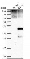 Anti-CCNJ antibody produced in rabbit 