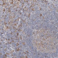 Anti-CCNJ antibody produced in rabbit 
