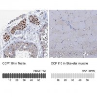 Anti-CCP110 antibody produced in rabbit