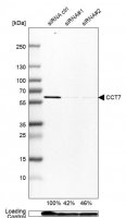 Anti-CCT7 antibody produced in rabbit 