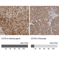 Anti-CCT8 antibody produced in rabbit 