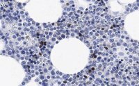 Anti-CD11b Antibody, clone 2G13 ZooMAb� Rabbit Monoclonal 