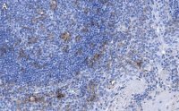 Anti-CD11c Antibody, clone 1D6 ZooMAb� Rabbit Monoclonal 
