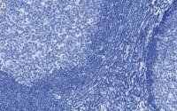 Anti-CD11c Antibody, clone 1D6 ZooMAb� Rabbit Monoclonal 