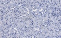 Anti-CD133 (Prominin-1) Antibody, clone 2F8, ZooMAb� Rabbit Monoclonal 