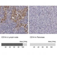 Anti-CD14 antibody produced in rabbit 