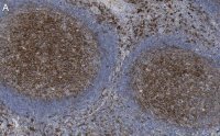 Anti-CD14 Antibody, clone 1B4 ZooMAb� Rabbit Monoclonal 
