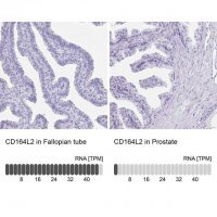 Anti-CD164L2 antibody produced in rabbit 