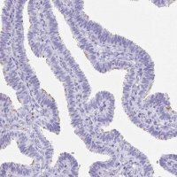 Anti-CD164L2 antibody produced in rabbit 