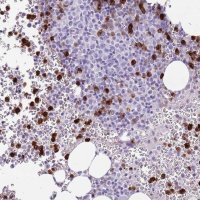 Anti-CD177 antibody produced in rabbit