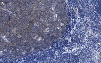 Anti-CD19 Antibody, clone 3E7 ZooMAb� Rabbit Monoclonal 