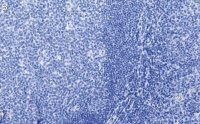 Anti-CD19 Antibody, clone 3E7 ZooMAb� Rabbit Monoclonal 