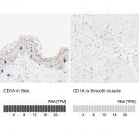 Anti-CD1A antibody produced in rabbit