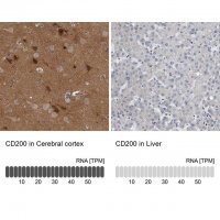 Anti-CD200 antibody produced in rabbit