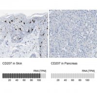 Anti-CD207 antibody produced in rabbit 