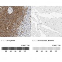 Anti-CD22 antibody produced in rabbit 
