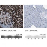 Anti-CD247 antibody produced in rabbit 