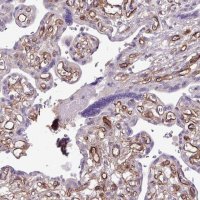Anti-CD248 antibody produced in rabbit 