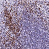 Anti-CD27 antibody produced in rabbit