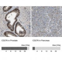 Anti-CD276 antibody produced in rabbit 