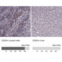 Anti-CD28 antibody produced in rabbit