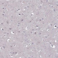 Anti-CD28 antibody produced in rabbit