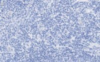 Anti-CD28 Antibody, clone 2N15 ZooMAb� Rabbit Monoclonal 