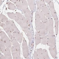 Anti-CD2BP2 antibody produced in rabbit 