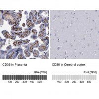 Anti-CD36 antibody produced in rabbit 