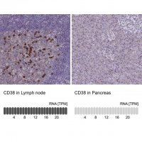 Anti-CD38 antibody produced in rabbit 