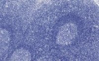Anti-CD3e Antibody, clone 1H4, ZooMAb� Rabbit Monoclonal 