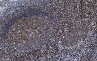 Anti-CD3e Antibody, clone 1H4, ZooMAb� Rabbit Monoclonal 