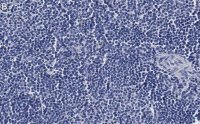 Anti-CD4 Antibody, clone 2G19 ZooMAb� Rabbit Monoclonal 