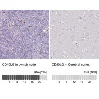 Anti-CD40LG antibody produced in rabbit HPA045827-100UL